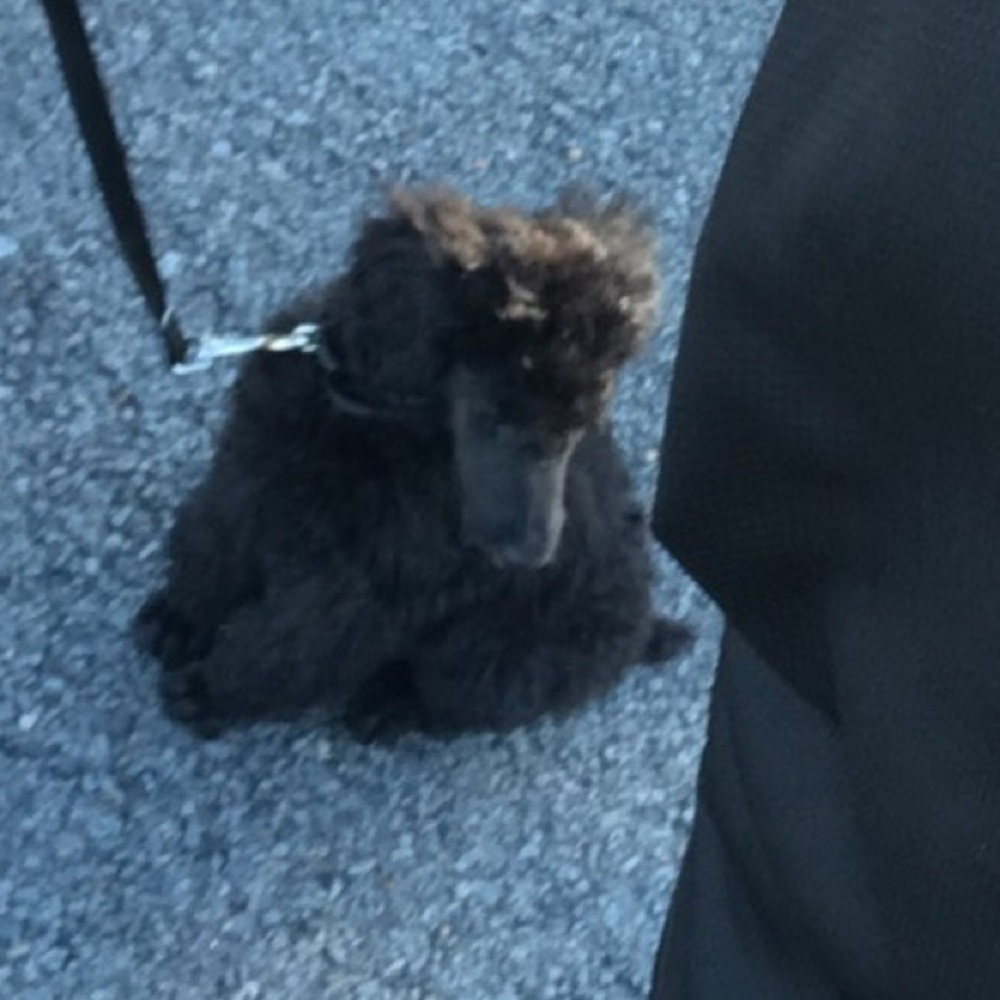 Meet your Posher, Jodi